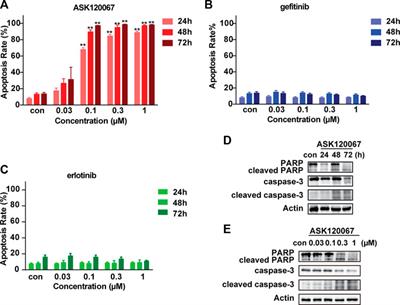ASK120067 (limertinib) exerts pre-clinical anti-tumor activity by inhibiting EGFR exon20 insertion
